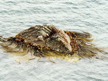 Close-up of crab in sea
