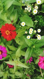 Close-up of pink flowering plants