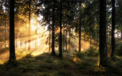 Trees in forest during autumn