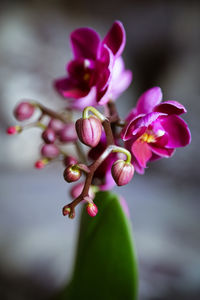 Close-up of pink flowers