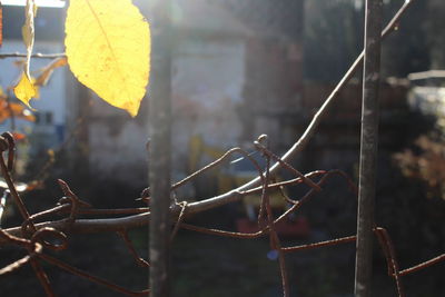 Close-up of plant against blurred background