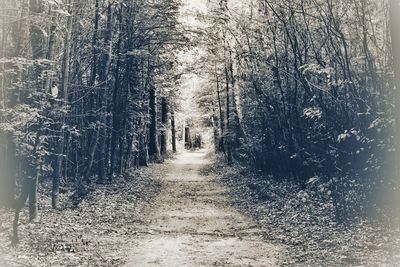 Dirt road amidst trees in forest