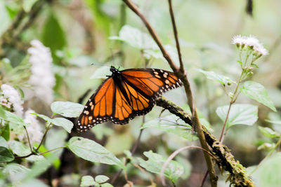 Close-up of butterfly pollinating on flower