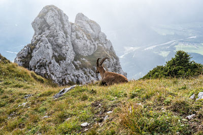 View of horse on field against mountain