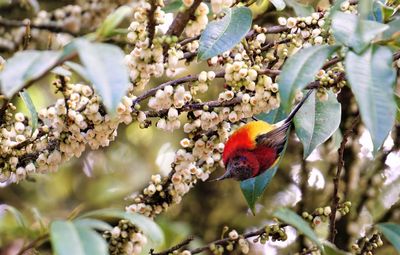 Close-up of bird on flowering plant