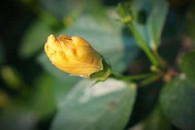 Close-up of orange flower on leaf