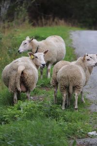 Sheeps on the way norway