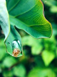 Close-up of insect on leaf