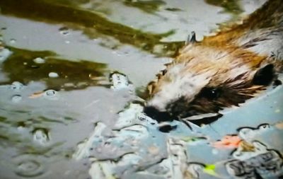 Close-up of duck in water