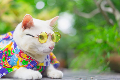 Close-up of a cat looking away