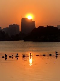 Flock of birds in water at sunset