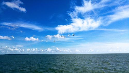 Birds flying over sea against blue sky