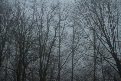 Bare trees in forest during winter