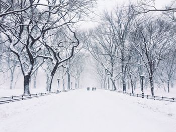 Bare trees on snow covered landscape