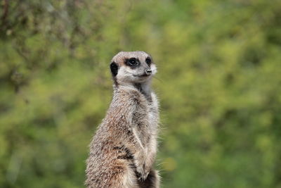 Meerkat portrait