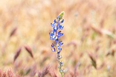 Close-up of purple lupine flower.