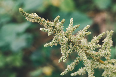 plant