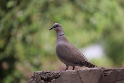 Close-up of dove bird perching on a wall