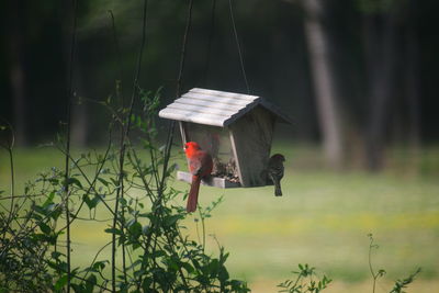 Birds feeding on a bird feeder 