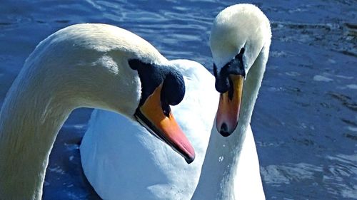 Close-up of swan in lake