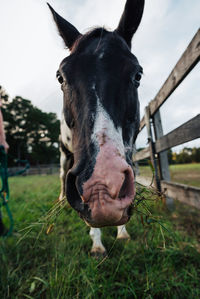 Close-up portrait of horse in field