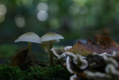 Close-up of mushroom growing in forest