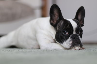 Portrait of dog at home