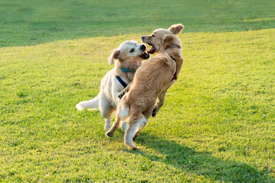 Two happy golden retriever dogs playing