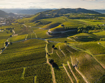 Scenic view of agricultural field
