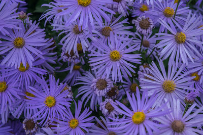 Close-up of purple flowering plants