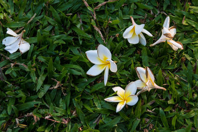 High angle view of white flowering plants