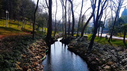 River amidst trees in forest