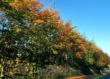 Low angle view of trees against sky during autumn