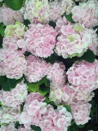 Close-up of pink flower