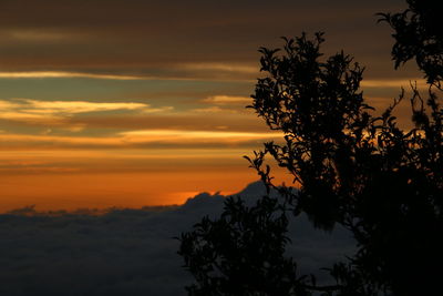 Silhouette tree against orange sky