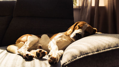 Dog sleeping on sofa at home