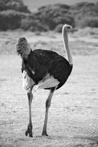 Side view of a bird on field