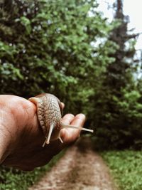 Cropped hand of man holding snail on dirt road against trees