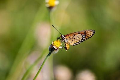 Close-up of butterfly pollinating flower