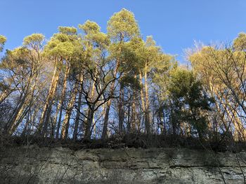 Low angle view of trees against sky