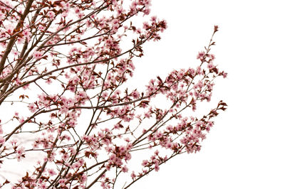 Low angle view of pink flowers against sky