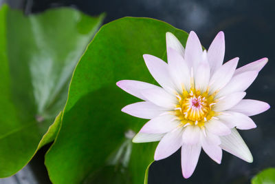 Close-up of white flowering plant