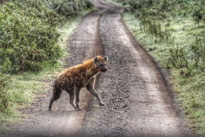 Side view of hyena crossing dirt road