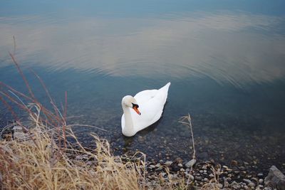 High angle view of swan floating on lake