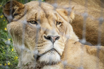 Close-up portrait of a lion