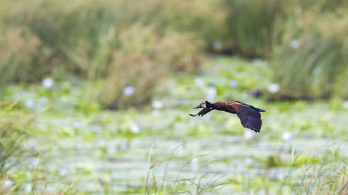 Bird flying over the lake