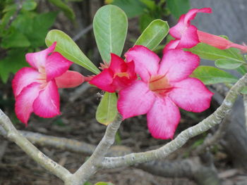 Close-up of pink flowers blooming outdoors