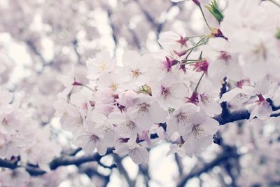 Low angle view of cherry blossom tree