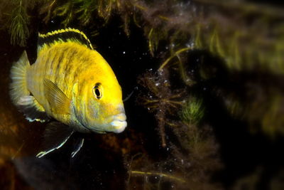 Close-up of fish swimming in aquarium