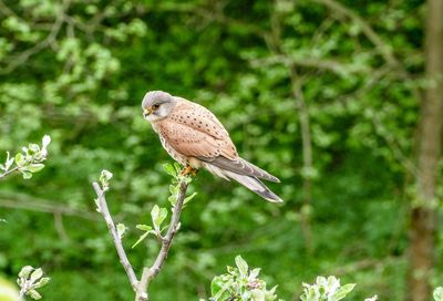 Close-up of bird perching on tree